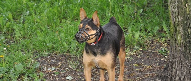 Chien dangereux